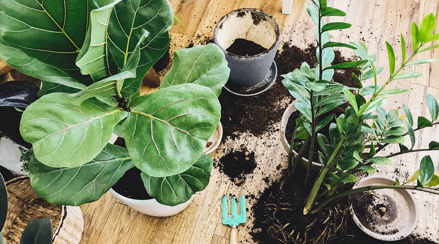 Hoe verpot je een plant?