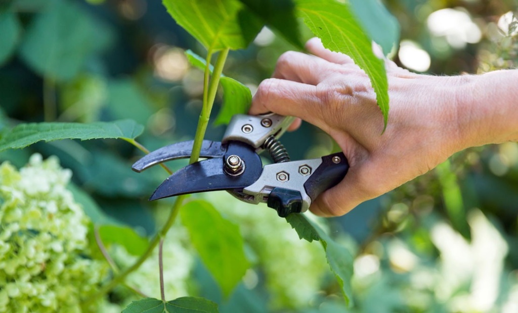 Hoe moet je snoeien?